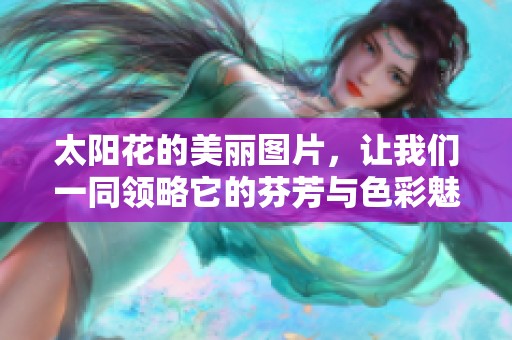 太阳花的美丽图片，让我们一同领略它的芬芳与色彩魅力